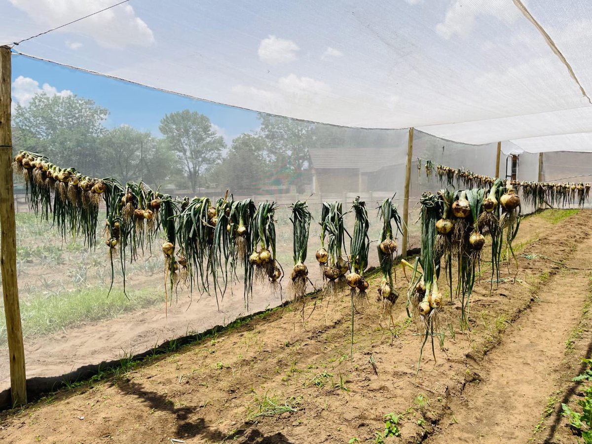 SeritiInstitute's tweet image. The work is tough, but the progress is real. And every small step reminds us that resilience is Komati’s greatest resource.  #IDC #SEF #WorkForCommonGood #EmpoweringLives #JustEnergyTransition #Komati #CommunityDevelopment #RenewableFuture  #ResilientCommunities