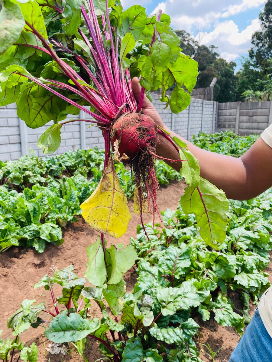 SeritiInstitute's tweet image. The work is tough, but the progress is real. And every small step reminds us that resilience is Komati’s greatest resource.  #IDC #SEF #WorkForCommonGood #EmpoweringLives #JustEnergyTransition #Komati #CommunityDevelopment #RenewableFuture  #ResilientCommunities