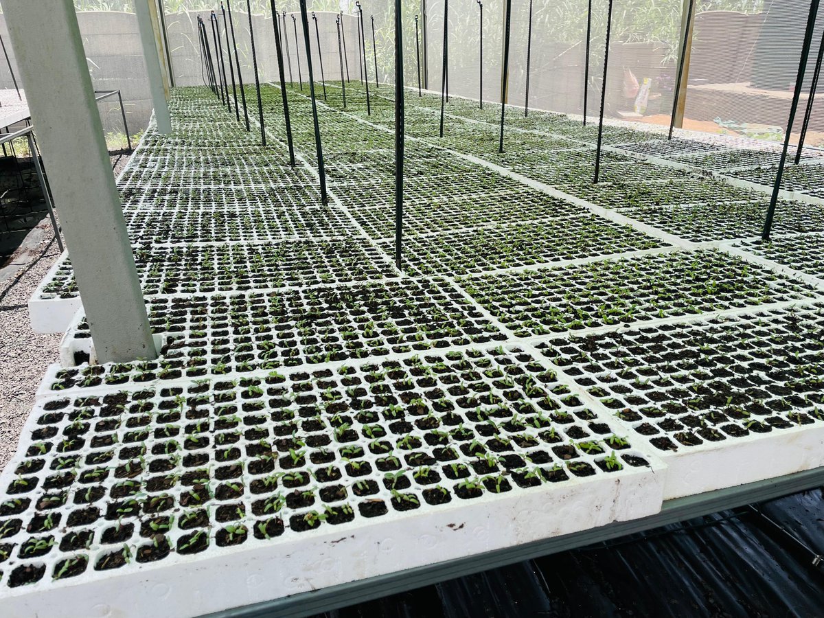 SeritiInstitute's tweet image. The work is tough, but the progress is real. And every small step reminds us that resilience is Komati’s greatest resource.  #IDC #SEF #WorkForCommonGood #EmpoweringLives #JustEnergyTransition #Komati #CommunityDevelopment #RenewableFuture  #ResilientCommunities