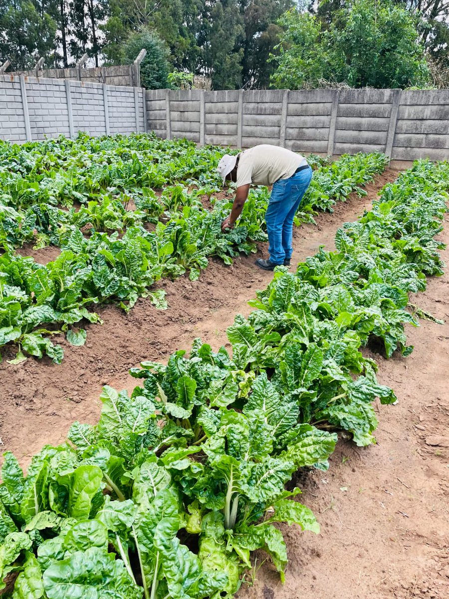 SeritiInstitute's tweet image. The work is tough, but the progress is real. And every small step reminds us that resilience is Komati’s greatest resource.  #IDC #SEF #WorkForCommonGood #EmpoweringLives #JustEnergyTransition #Komati #CommunityDevelopment #RenewableFuture  #ResilientCommunities