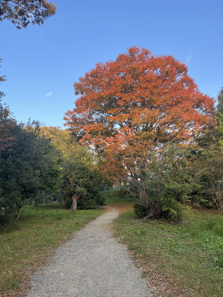 spn_yui's tweet photo. みんな風邪ひいとらんか〜？

こちらも気付いたら
秋になってたよ〜🍁🍂 https://t.co/y3KW44FE5k