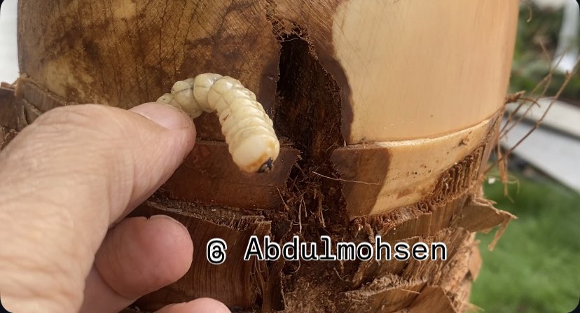 المهندس /عبدالمحسن العبدالمحسن tweet media
