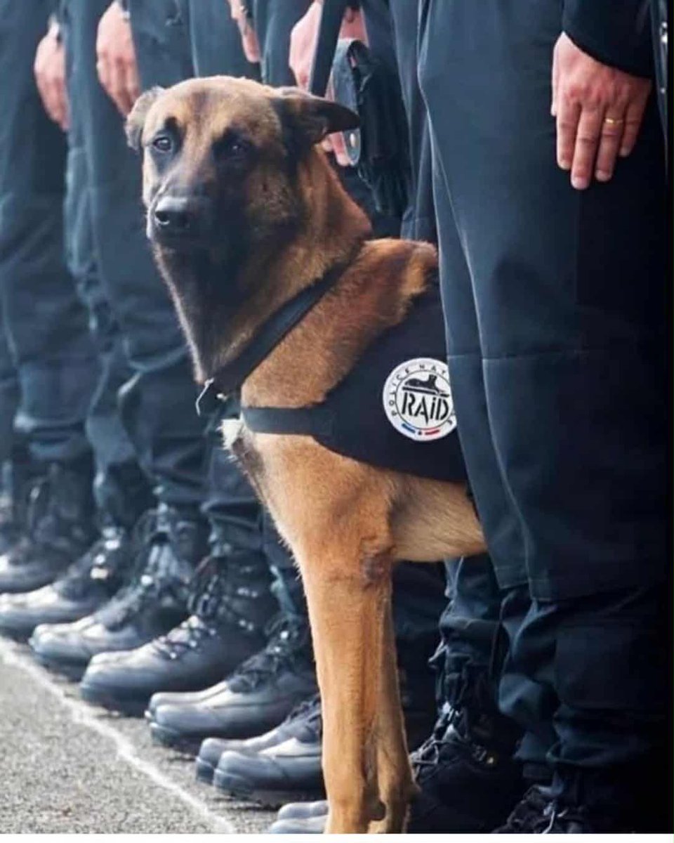 En ce 13 novembre, La Ligue Des Animaux a une pensée émue pour les victimes des attentats.

Gardons aussi en mémoire cette chienne, Diesel, qui a été tuée par les terroristes, lors de l’assaut de Saint-Denis, le 18 novembre 2015.

Pour rendre hommage à son courage et à son