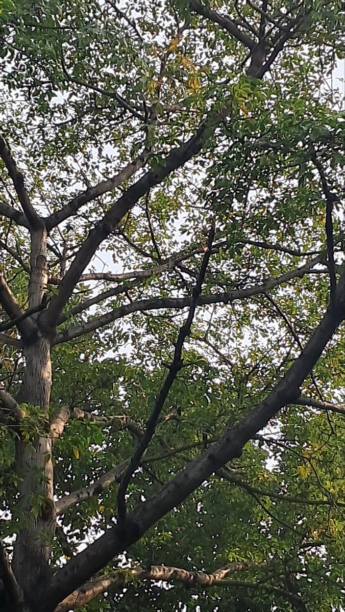 lightseekerusha's tweet photo. I love capturing the geometric beauty of tree branches against the sky. No two lines are the same, yet they all work together to create this incredible crown of green. It's a masterpiece every time.

​#ArtofNature #TreeStructure #NatureLovers #NaturalDesign #DelhiDiaries ​#Trees https://t.co/UqapgMOEDq