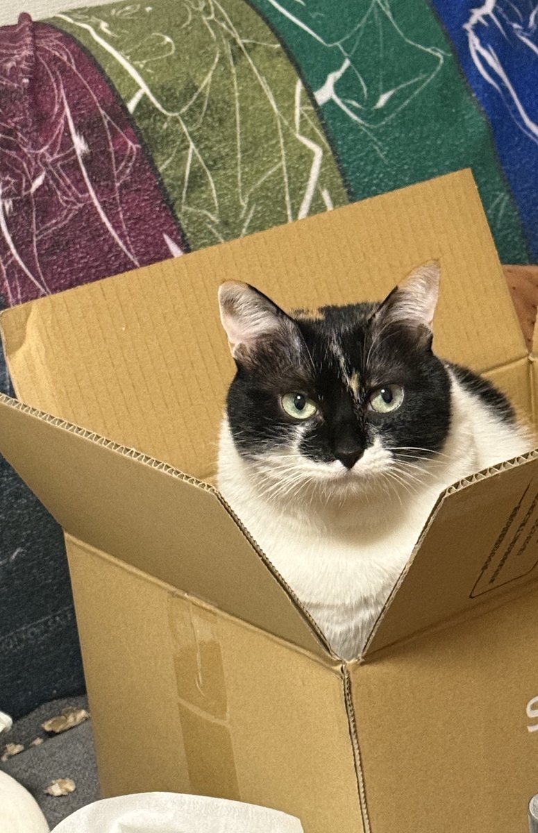 三毛猫様♡ありがとうございます♡ 雷十太先生 (@asjSvnCZl18wKXM) / Posts / X