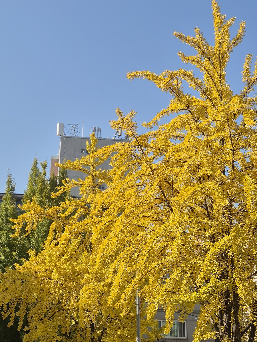 n_ilu_v_U4ever's tweet image. 여러모로 함께하실분 구해요!!!!
#공부계_트친소 #일상계_트친소 
대학원 준비 중(백수) 입니다
최종목표 : 해외취업