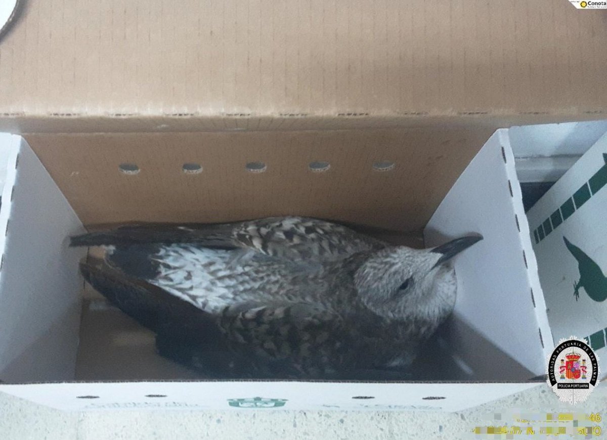 PoliciaAPLP's tweet photo. 🐦 Nueva #Pardela rescatada y puesta a disposición de @GranCanaria_M_A para su observación y puesta en libertad.
#PolicíaPortuaria 💙
#Medioambiente 🌍
@LasPalmasPorts
@Naturaleza_SOS https://t.co/MRXANl980B