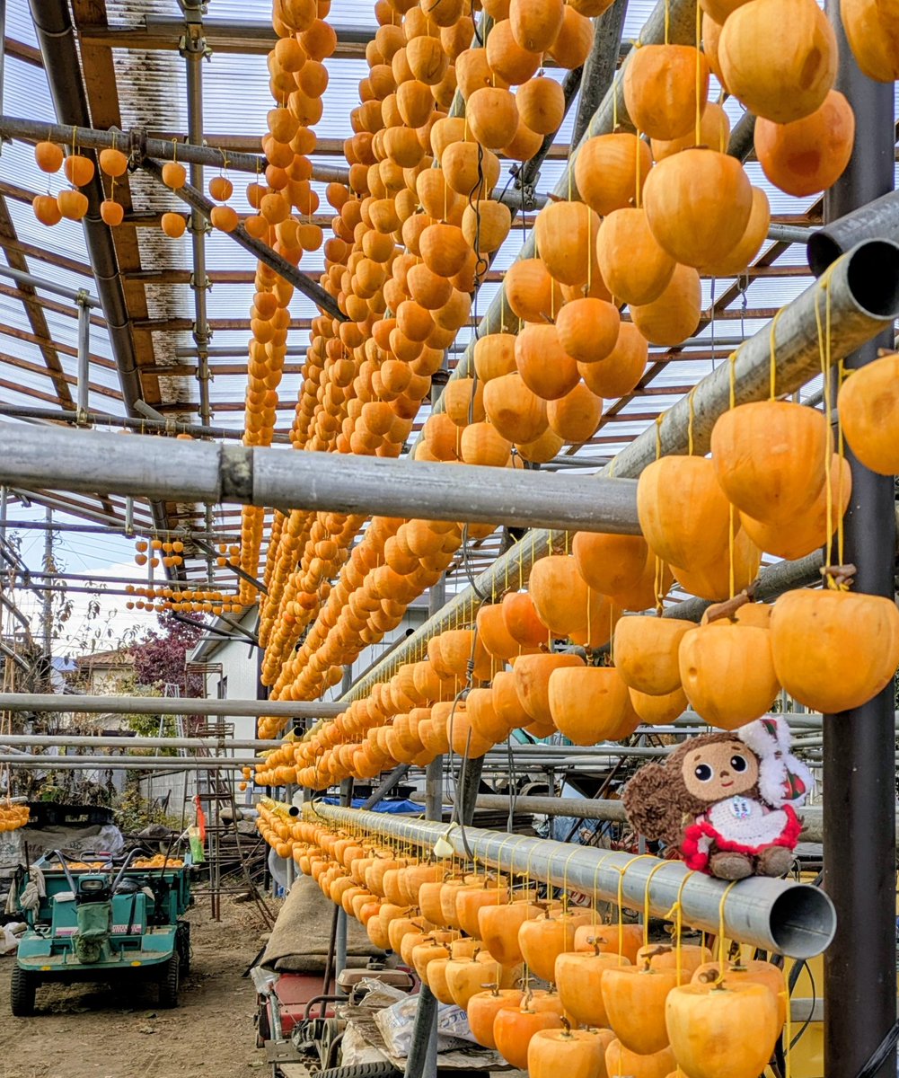 収穫した柿を剥いて吊るしているよ
全部剥くのは3日くらいかかりそうだな
ファイトじゃ💪チェブちゃん達も応援しているよ✨
#チェブラーシカ
#よぴ家の日常
#ころ柿