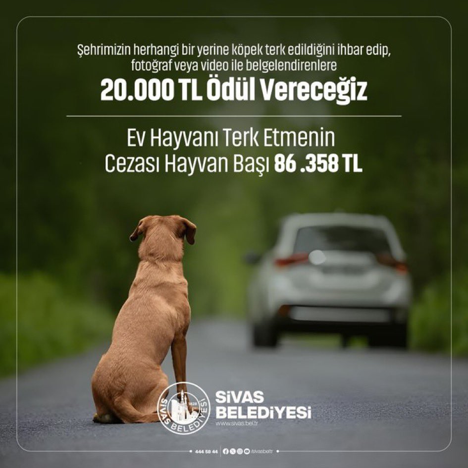 BulutGulcuN's tweet photo. Sivas Belediyesi köpek terk edeni ihbar edene, 20.000 TL ödül verecekmiş! 

Hatırlatalım:
📌Evcil hayvanı çipletmek için son tarih 31 Aralık 2025
📌Evcil hayvanı terk etmenin cezası 86.358 TL
📌Sokakta hayvan beslemenin cezası 2953 TL. 

#sokaktabaşıboşolmaz https://t.co/IsObdFPr9Q
