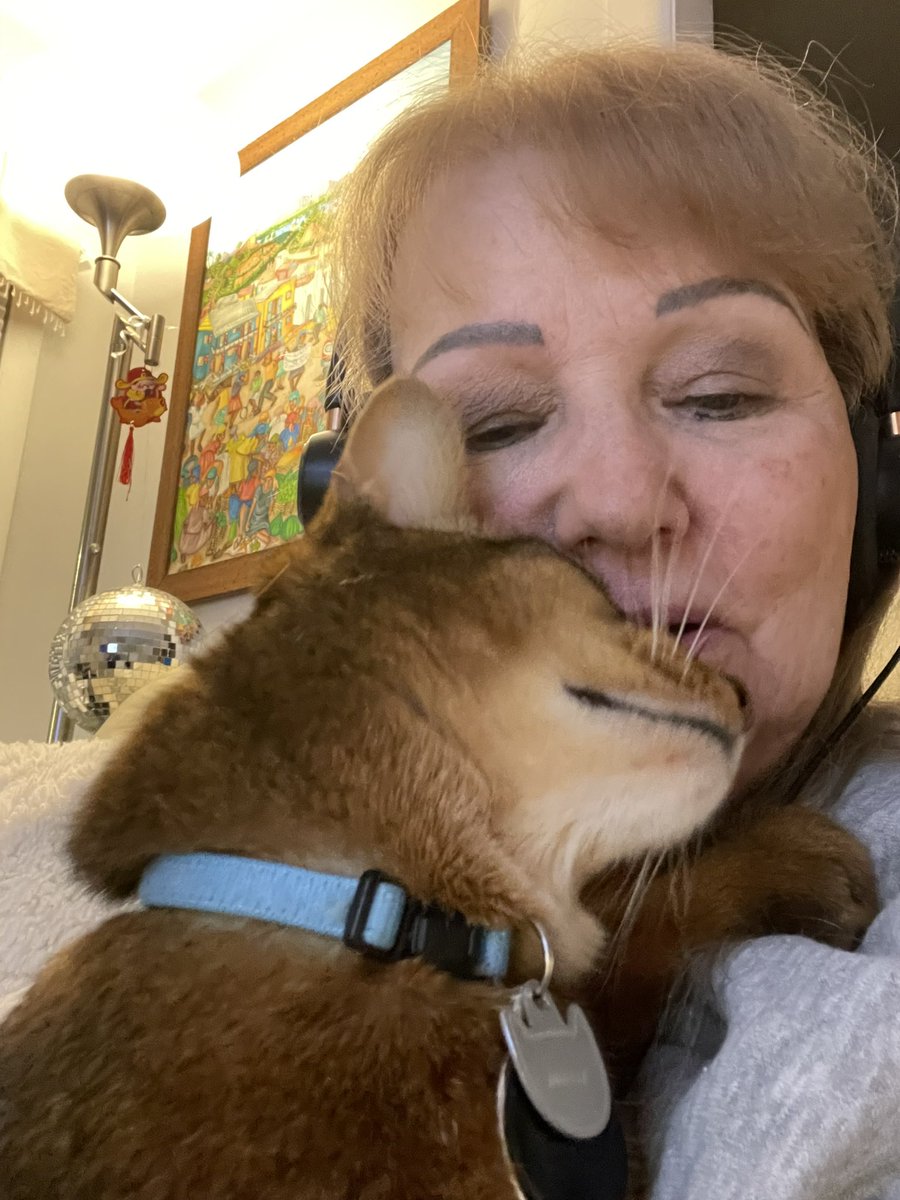 Pure cat love for their loving #Catguardian #NevilletheAbbysinian #CatsOfTwitter