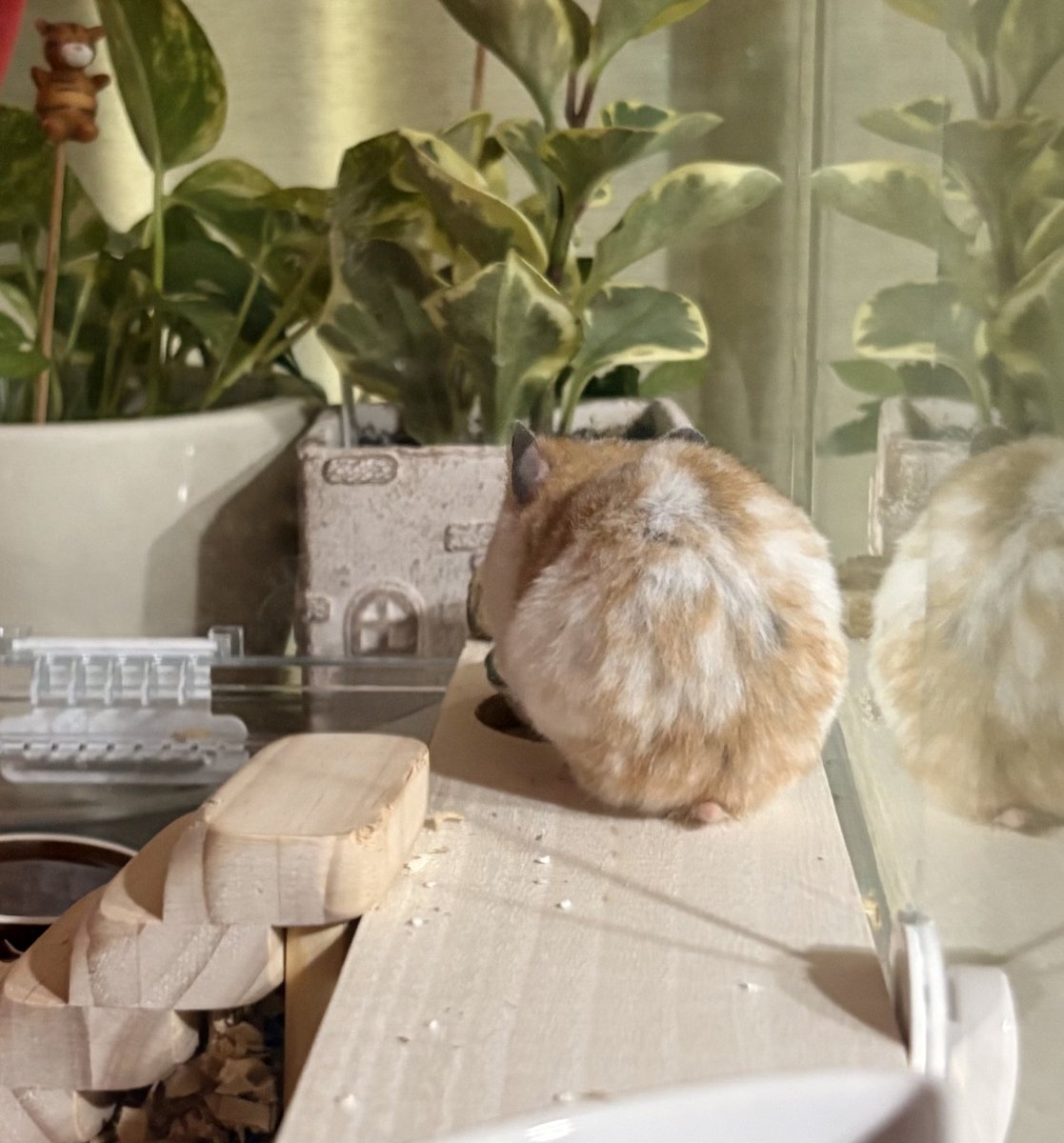 題:丸みとちいさいしっぽ