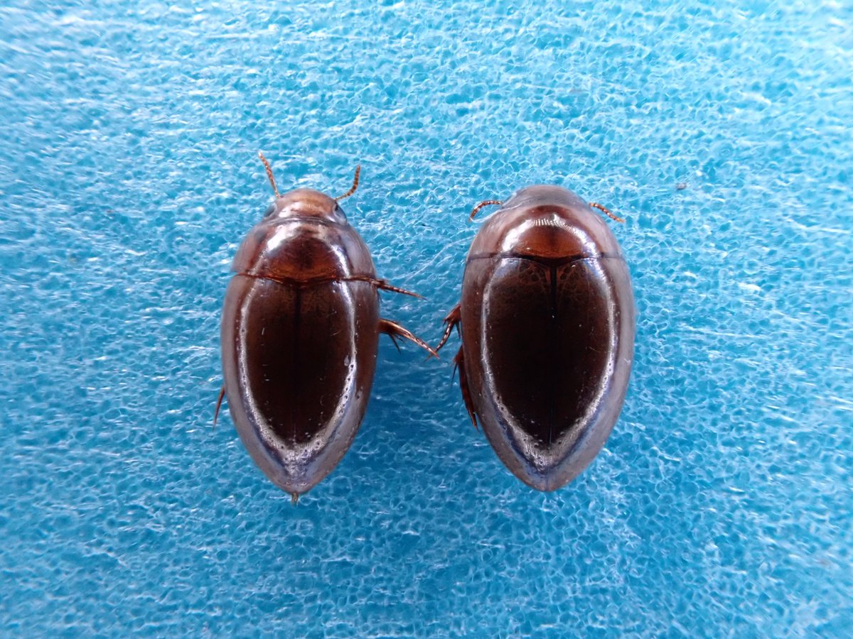 左がヒゲブトコツブゲンゴロウ♀で右がコツブ♀？
全体のシルエットは違うけど前胸腹板突起は同じように見える