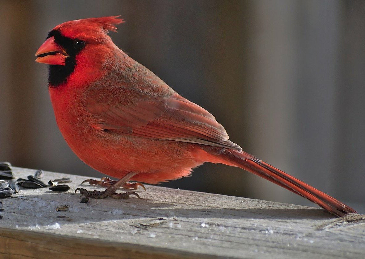 Мечтаю увидеть иволгу и красного кардинала.
Если первую есть (низкая) вероятность встретить у нас где-нибудь в лесу, то за вторым только в Америку пиздовать. :/