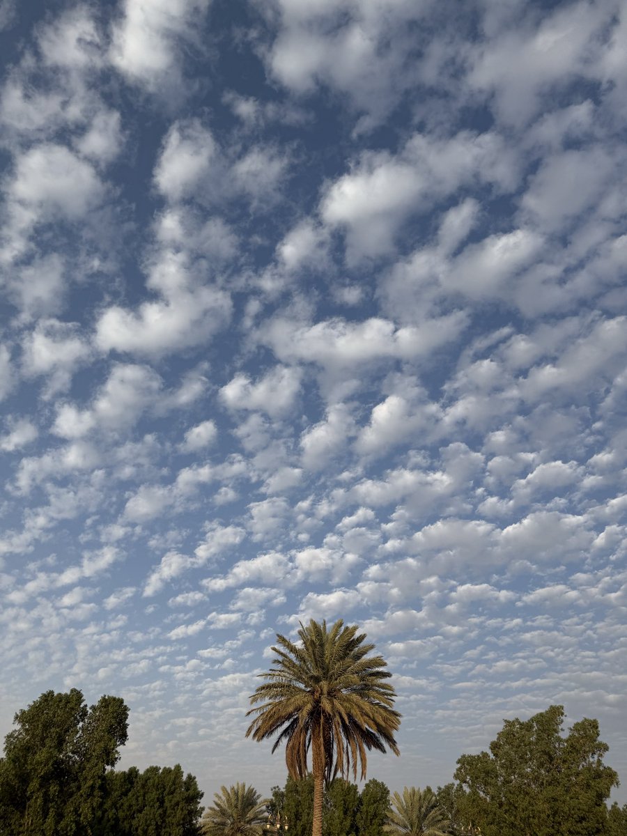 مشَ؏لَ ♛ ⚚ tweet media