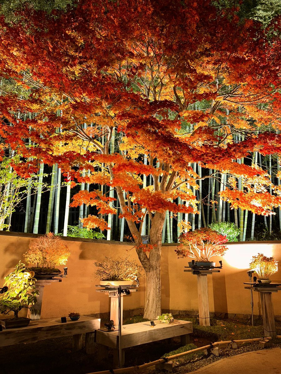 canon_824's tweet photo. こんきゃの🍙❤️‍🔥
今年初紅葉を見ました🍁

最高に綺麗でした🫶💖

 #きゃのん🍙❤️‍🔥  #紅葉  #今年初  #綺麗  #昭和記念公園 https://t.co/P9LeGSKsEQ