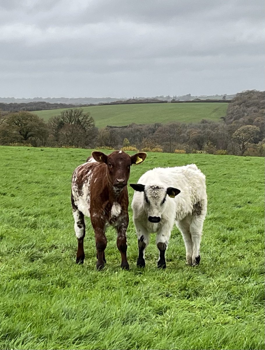 🐑 Farmer Dixon 🐐🐮🐓🐏🌿 tweet media