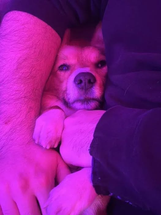 Corgi Lovers tweet media