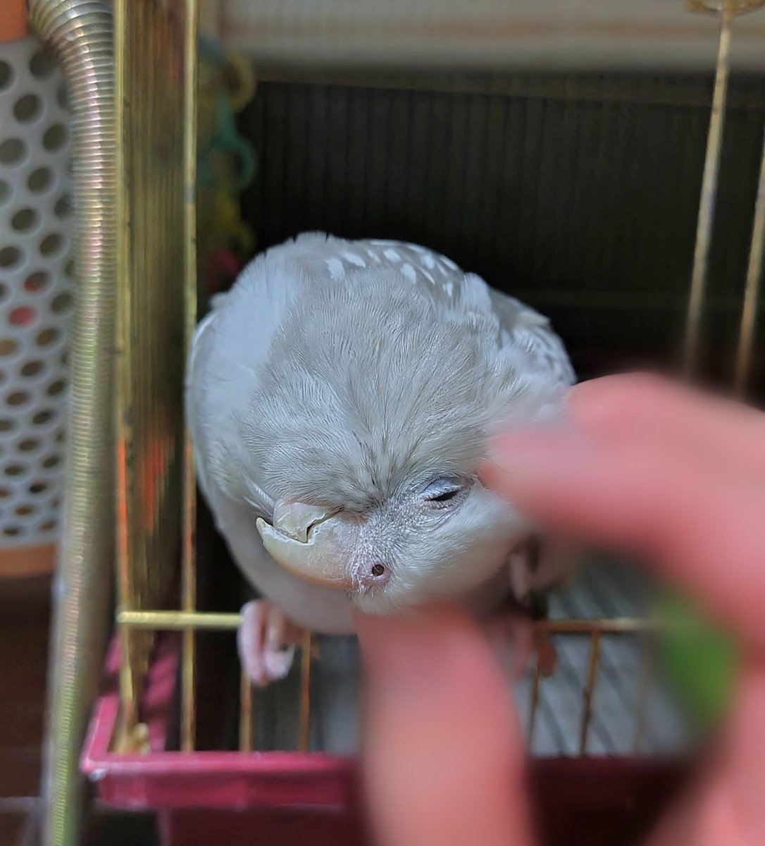 モカちゃんただいま〜
嬉しいかい？🥰
いっぱい遊ぼうね🐦️♪

#オカメインコ
#インコ
#お待たせ
