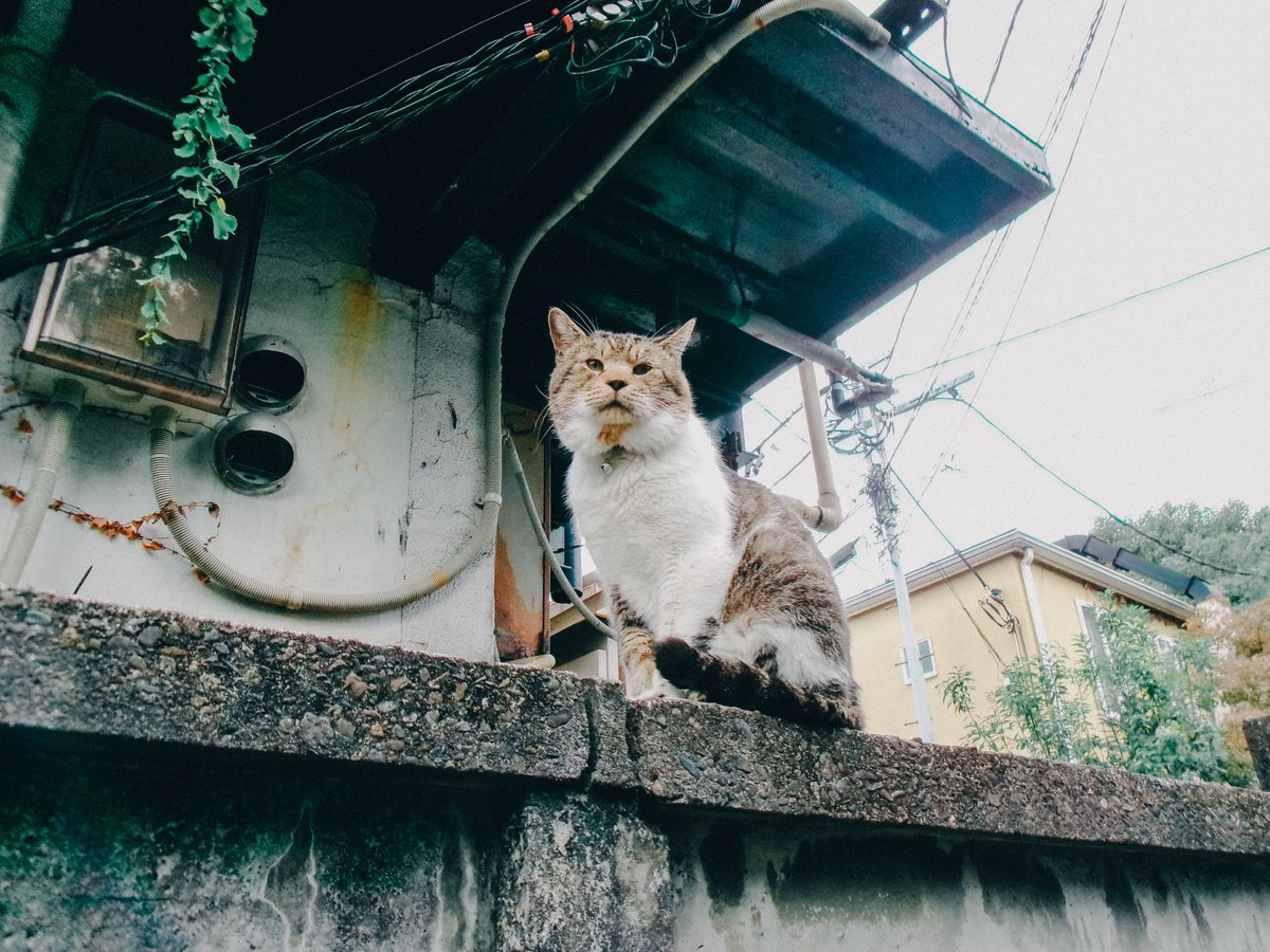 かり (@riri_portrait) on Twitter photo 