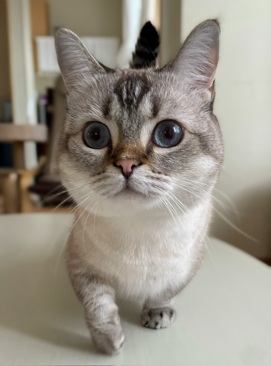 まるちゃん ページ 1年前のまるちゃん 何度見ても可愛い つのはえてるし🥰