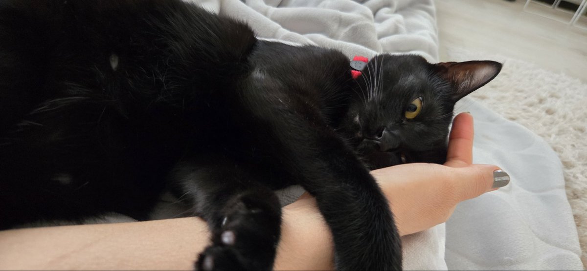 黒猫🐈‍⬛ふーちゃん tweet media