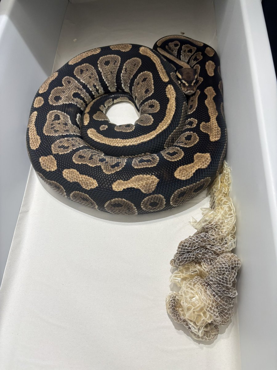 na___Python's tweet image. 脱皮完