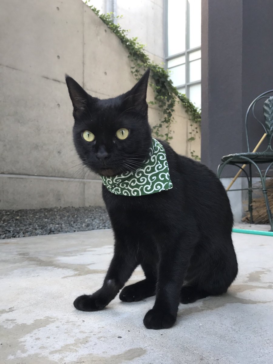 ケンちゃんの首輪は愛情の証02🐈‍⬛Ken-chan's collar is a token of