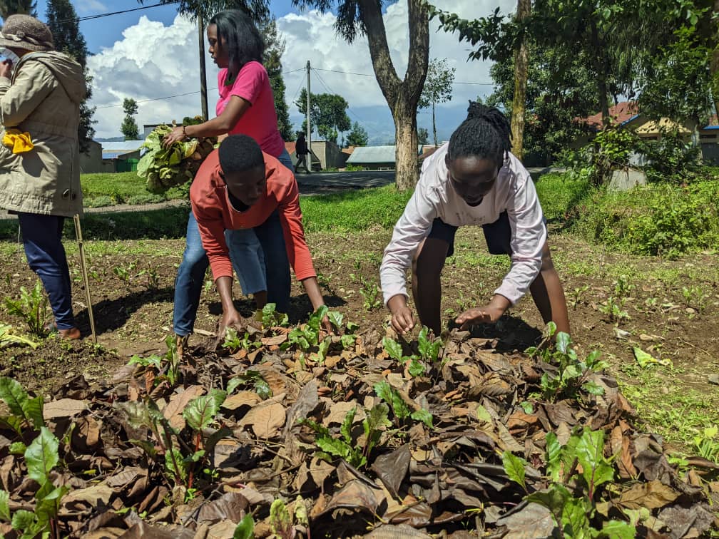 MANIRAFASHAAlb2's tweet photo. Effect of using different mulching on beetroot can varieting the harvest.Papilus and arnus, sawdust mulching on beetroot helps retain soil moisture, suppress weeds, regulate temperature, and improve root development. 
#saw dust
##papilus
##Arnus https://t.co/OwZ2bHMHSV