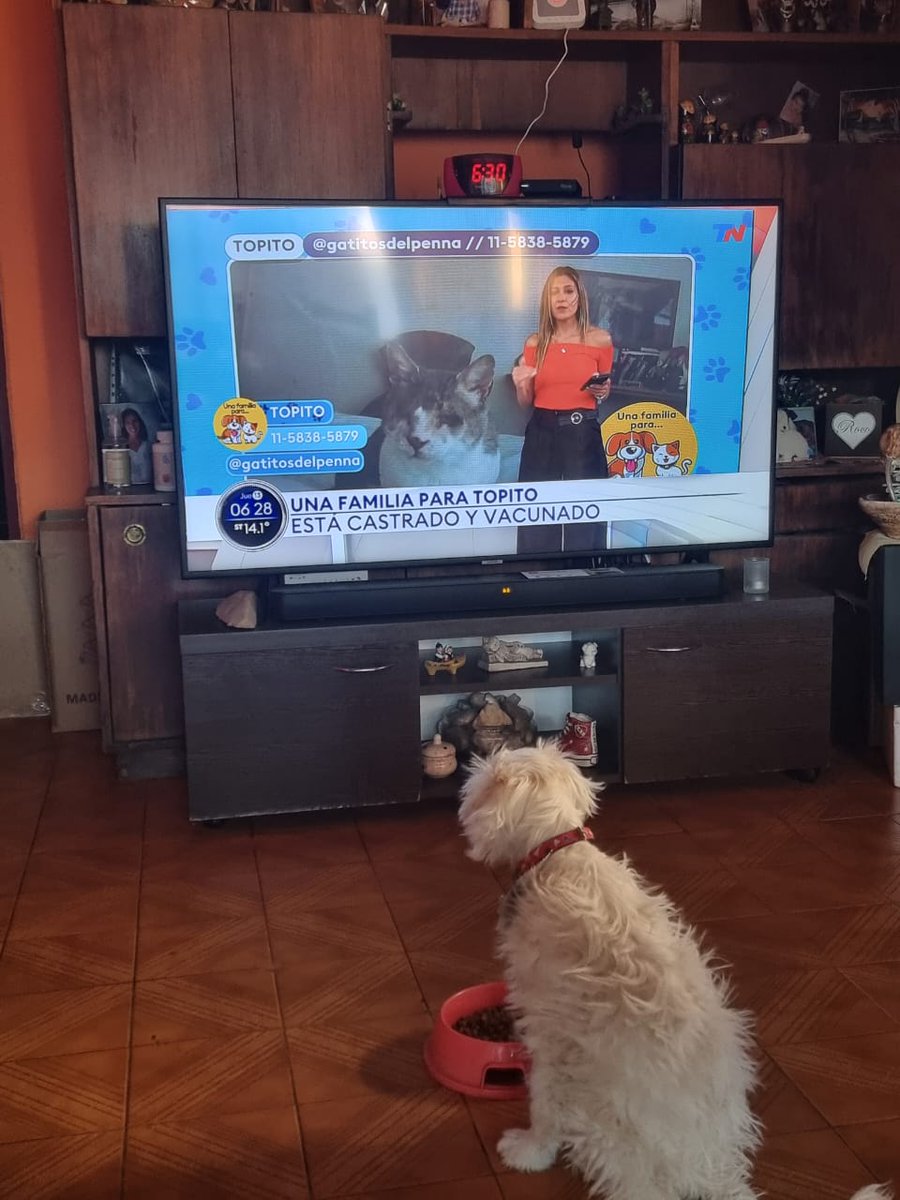 ferpatlojo's tweet photo. @DayLombardi @todonoticias Buen dia!!! soy Mozart, rescatado por mi mamá, desayuno mirando los futuros rescatados https://t.co/xuY8tKaAFd