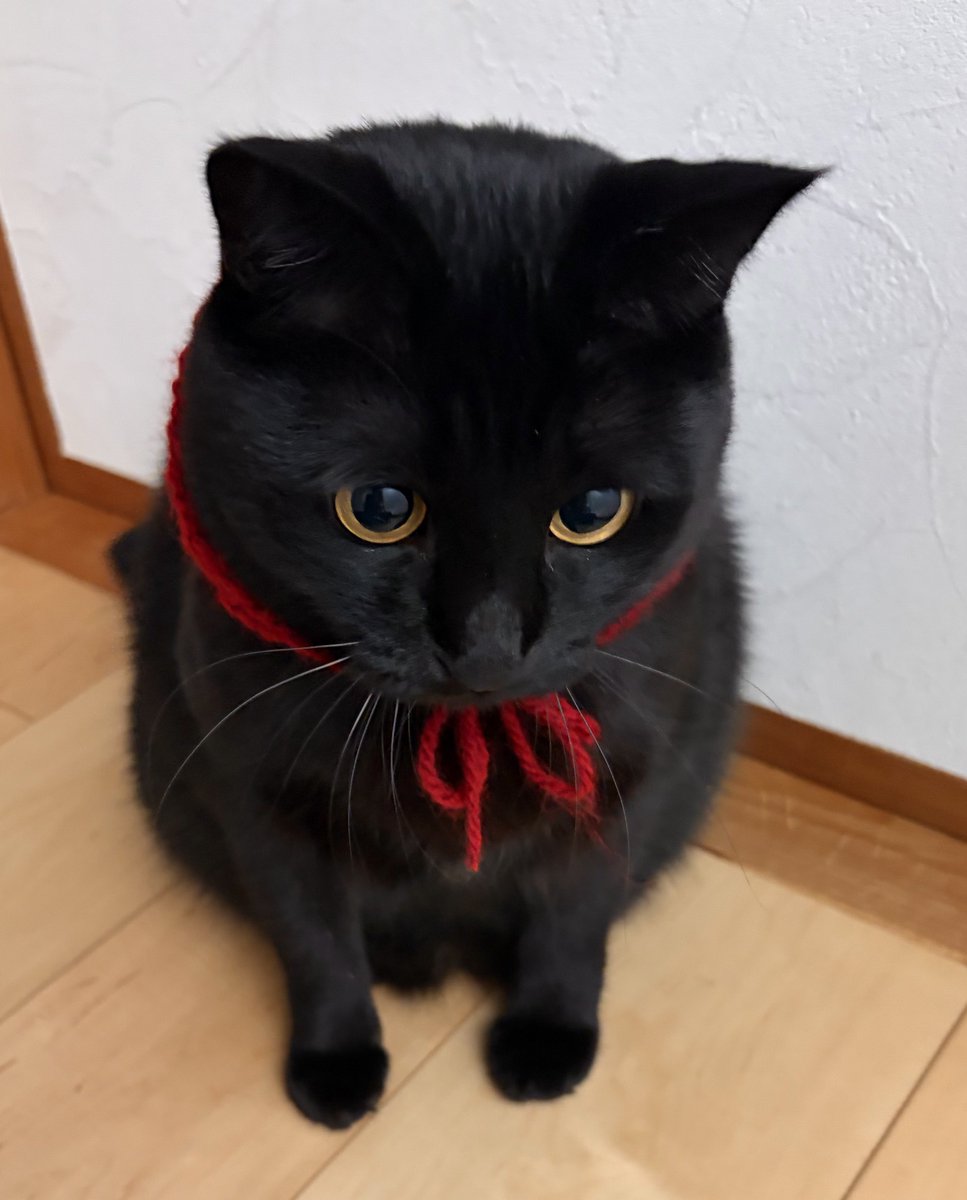 しょぼん。

#黒猫