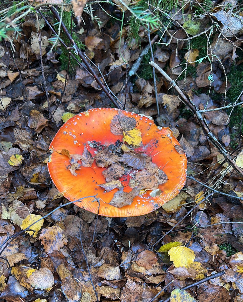 Käptn Iglo, der Fischstäbchenbeauftragte (@iglokaptn) on Twitter photo 