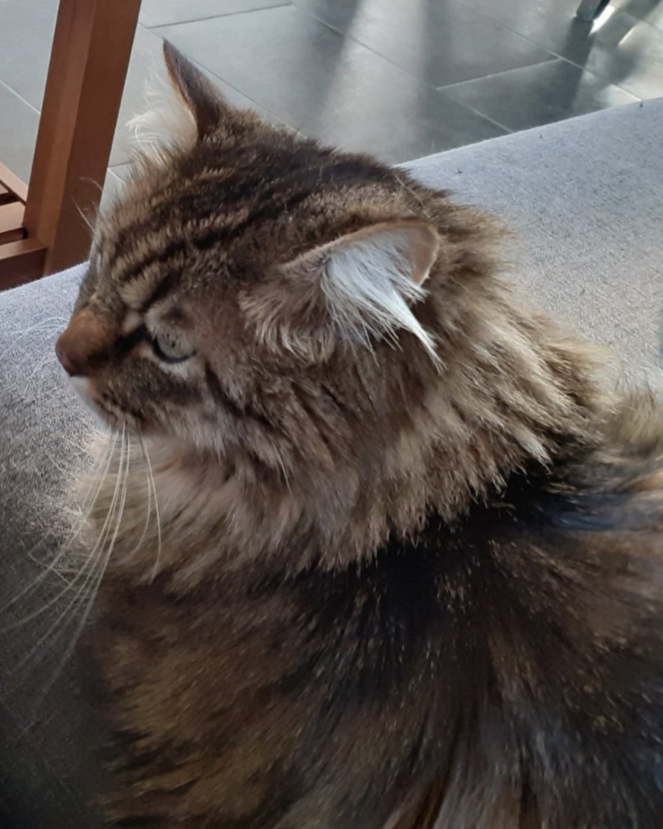 Hier, un compagnon de 18 ans nous a quitté. Je l'aimais malgré son caractère renfrogné...  

Il nous a apporté des lapins, des grenouilles, des souris... il fut pourchassé par un cochon d'inde. Il en avait une peur bleue. C'était notre chat. 

Ce sont nos compagnons à 4 pattes...