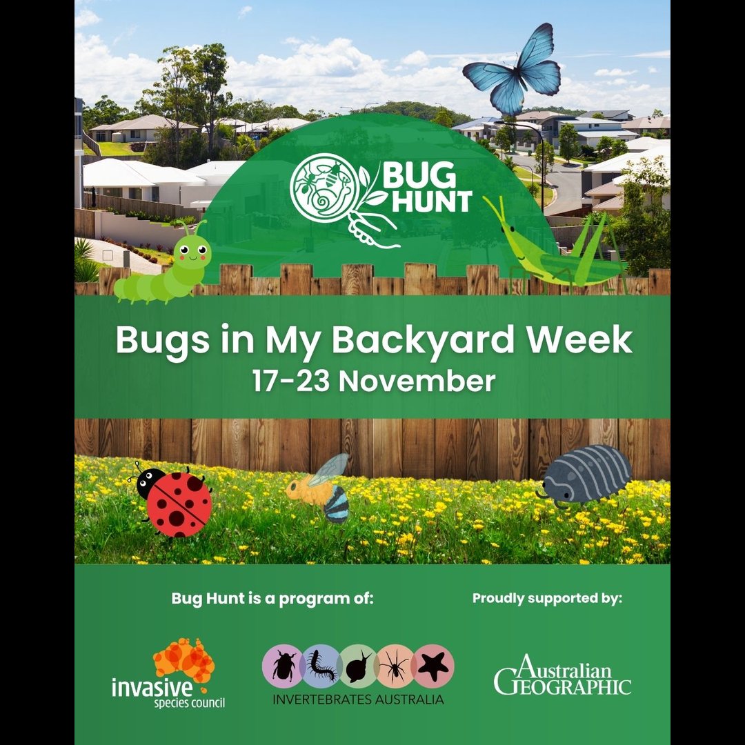 Entomological Society of Victoria 🐛🐜🦟🐞🕷️🦗 tweet media