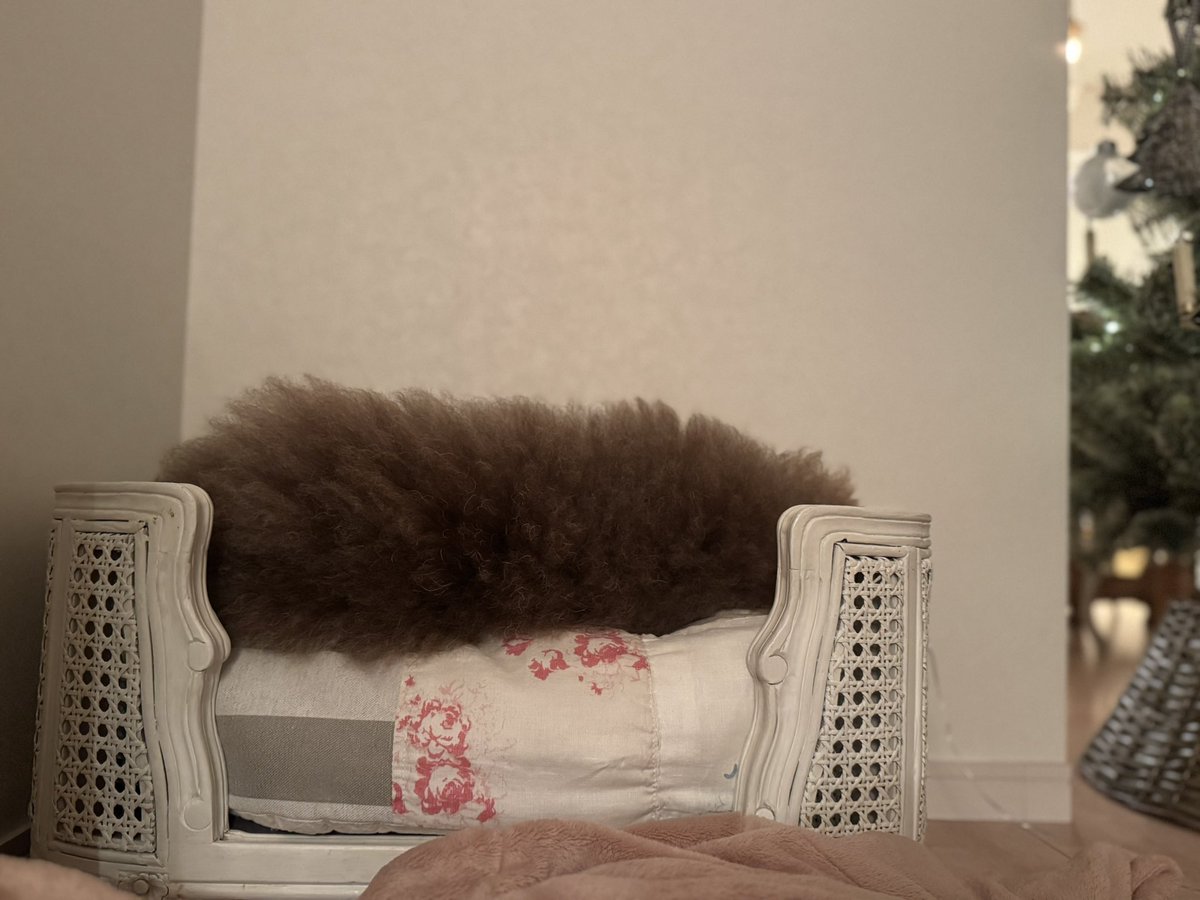 __mohu_c's tweet image. 昼寝中から目覚めたらこれで「どっちが頭？」となった時