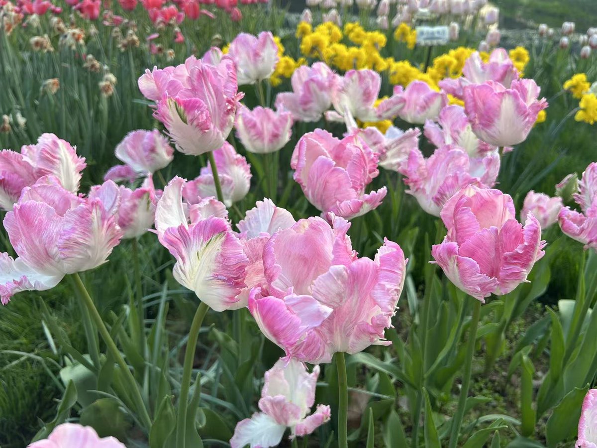 Xiuzhou7's tweet image. Tulips are in full bloom! The pink and white petals are layered, like a spilled palette, glowing in the sun. Being in the sea of flowers, it feels like being wrapped in spring's tenderness, full of joy. This is what spring should be like～#Tulips #SpringRomance