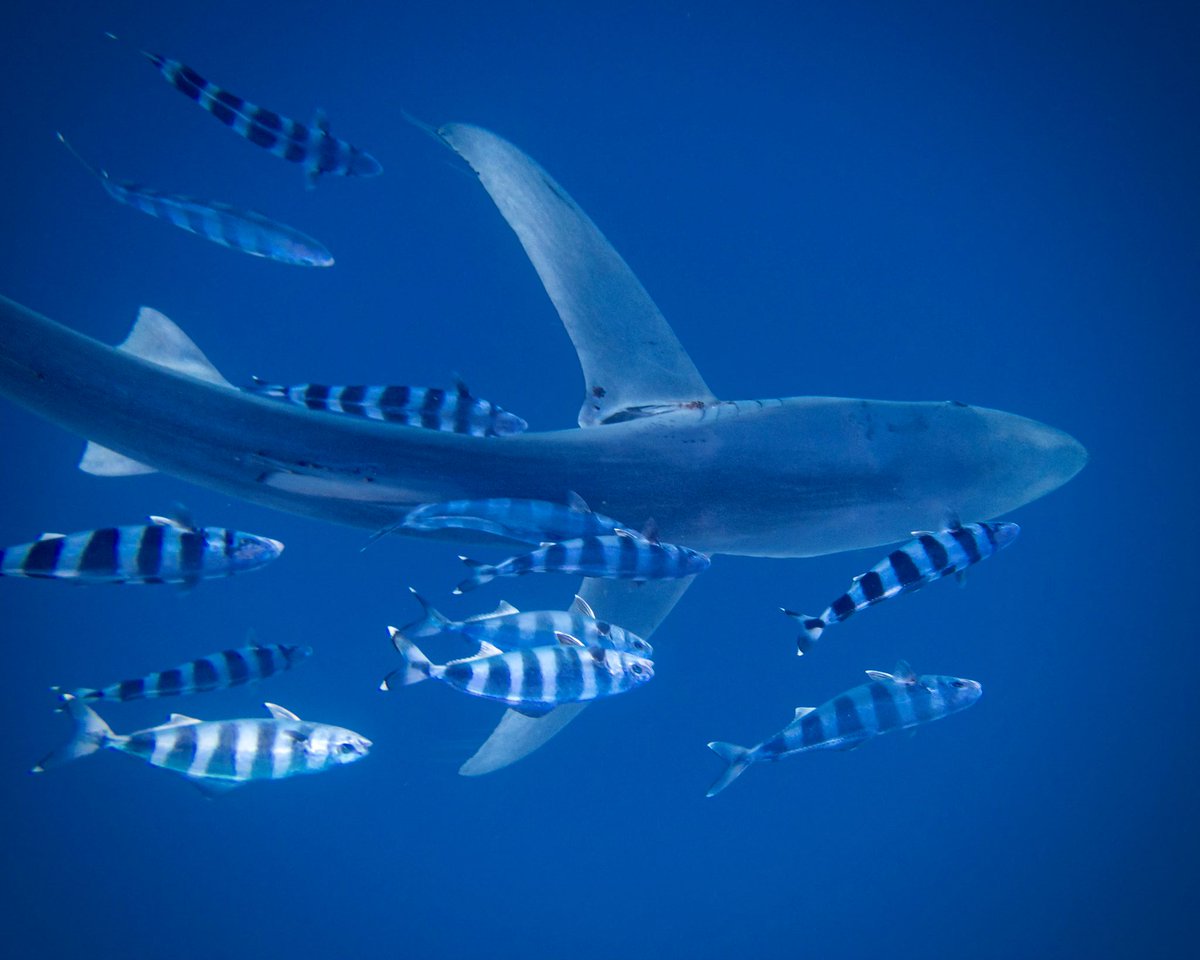 En el océano especies como el pez espada (Xiphias gladius), el tiburón azul (Prionace glauca) y el marrajo (Isurus oxyrinchus) comparten zonas de alimentación y recursos. Para evitar la competencia directa, estos depredadores deben diferenciar su nicho trófico.