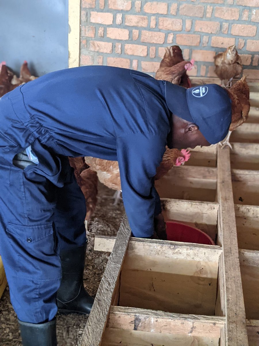 Gilbert NIYONKURU 🇷🇼 tweet media