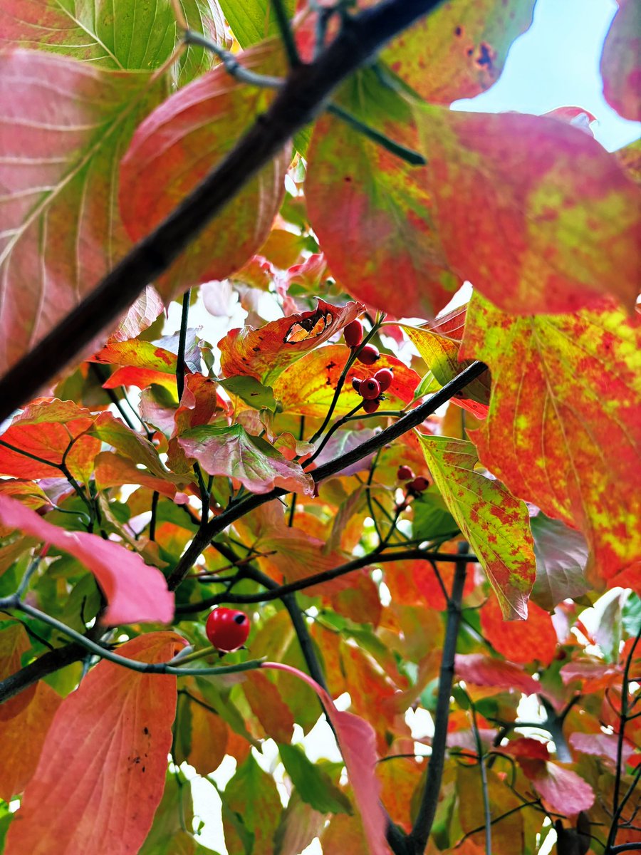 なつめ (@natsume72eye) / Posts / X