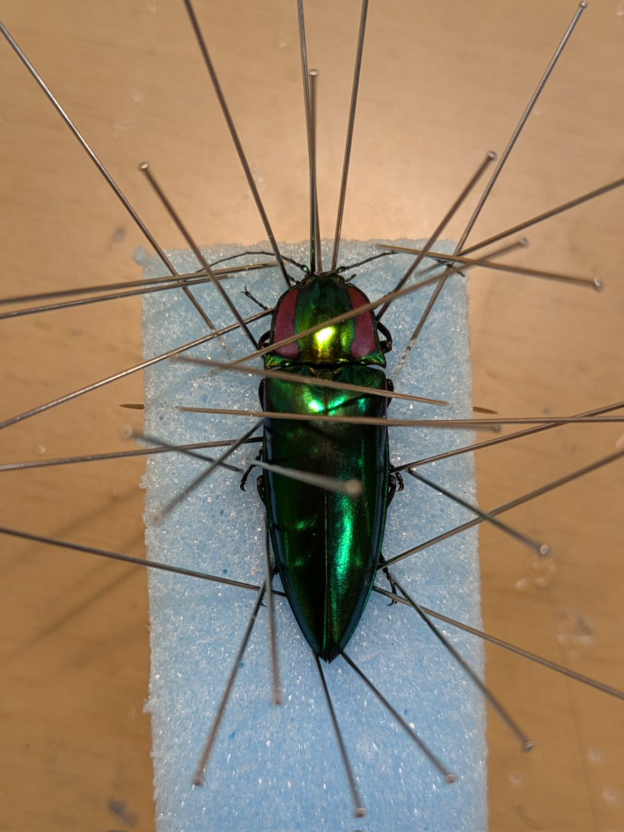 テナガコガネ (@tenaga_kogane) / Posts / X