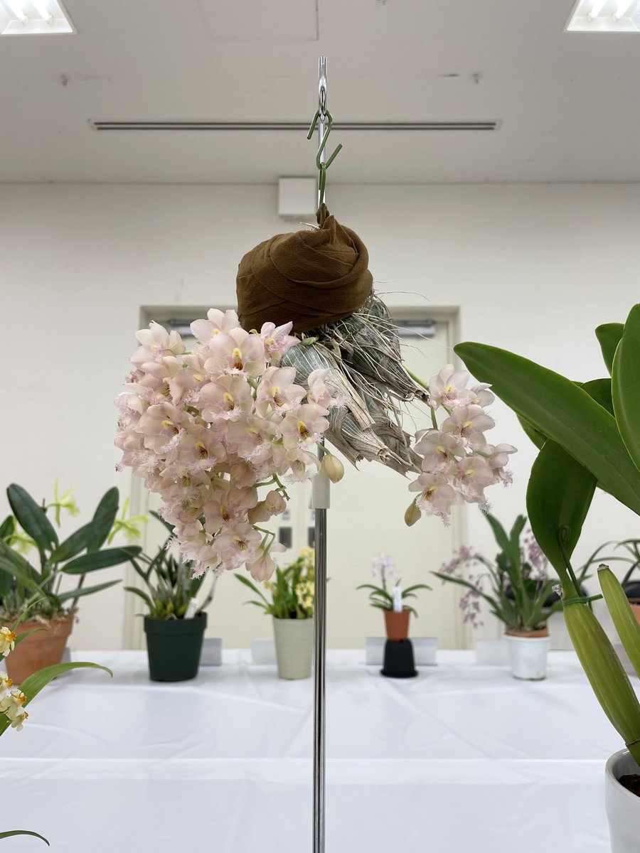 北条早雲@タケノコ蘭沼 (@chakky12031020) / Posts / X