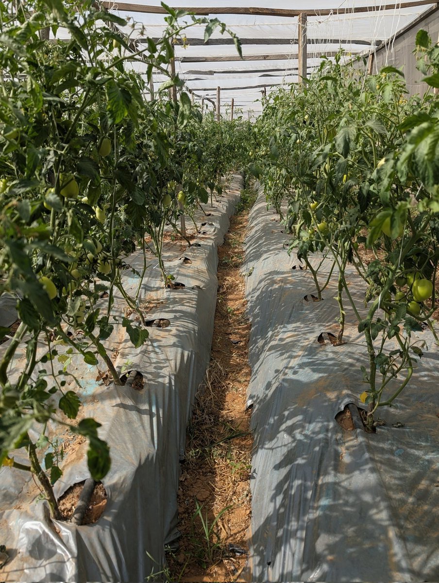Anything worth doing, is worth doing well!

Good morning dear farmers.

These tomatoes can last 21 days after harvest, still fresh and firm. Good for salad and eating raw 😋 

1 Plot of this tomato can fetch you 7 Million Naira+

Ask me how? ✌️
