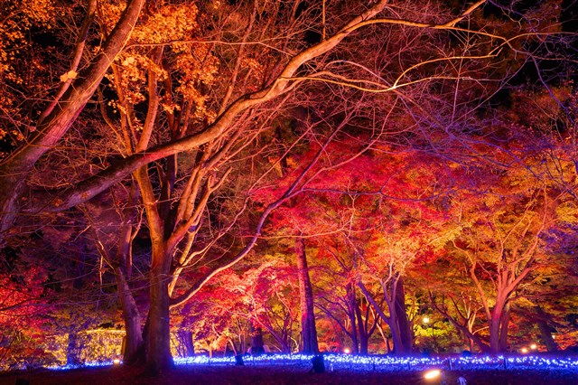 来週20日木曜又は23日のどっちか紅葉撮影しませんかー