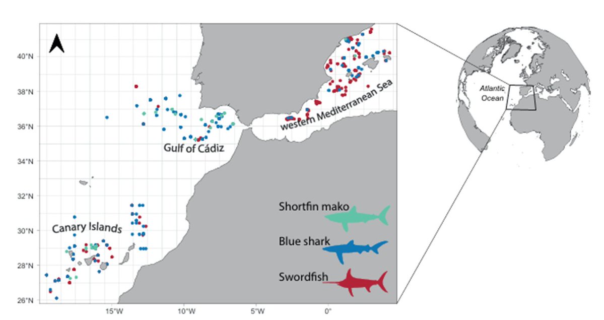El <a href="/IEOoceanografia/">Instituto Español de Oceanografía (IEO-CSIC)</a> coordinó la toma de muestras en el Atlántico nororiental y el Mediterráneo.
  
Integrando análisis de isótopos estables (δ¹³C y δ¹⁵N) con datos ambientales y pesqueros, se evaluó la dieta y el solapamiento trófico entre grandes depredadores pelágicos.