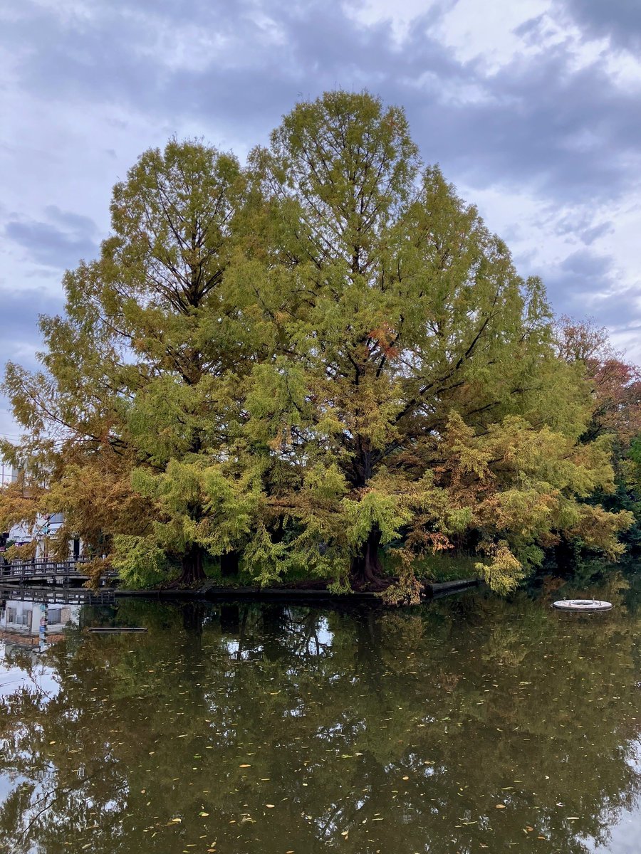 🍁＃東武アーバンパークライン 沿線紅葉情報📢
【11月13日（木）現在】
⛩️氷川神社 の参道の🍁もみじが色づきはじめてきました。
隣の🏞️大宮公園 の🌳木々も少しずつ色づきはじめてきていますが、メインの🌸桜の木は、今年は気候の影響もあり残念ながら8割程度が落葉しております。🍂