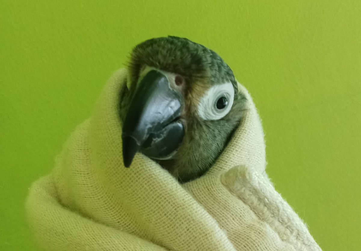 TigerIsAGamer's tweet photo. How shall I cook thy bird https://t.co/UERJgbGkfx