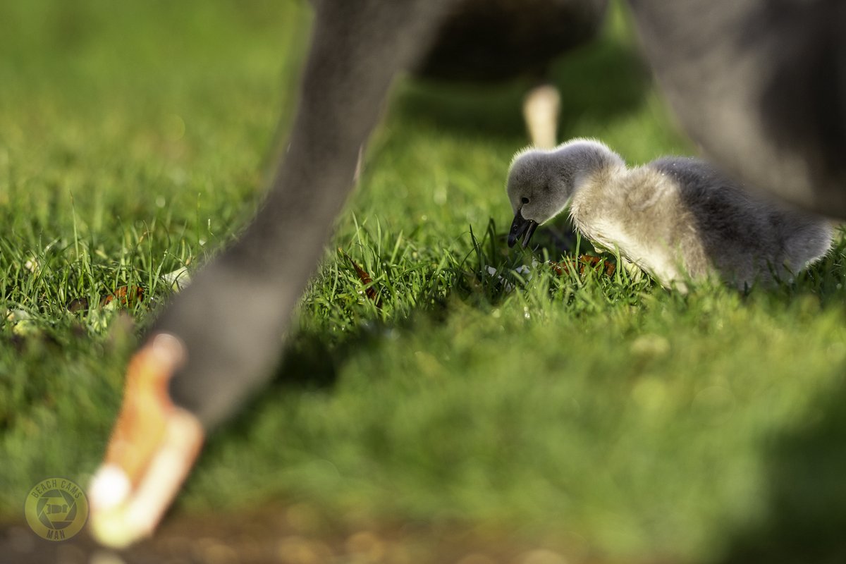 CoastCams247's tweet photo. 🖤🌿 Breakfast on the lawn! The Dawlish cygnets were out early this morning, enjoying a breakfast of fresh, dewy grass, one of their absolute favourites! 🦢💧
📷 @BeachCamsMan
#Dawlish #BlackSwans #Cygnets #Wildlife #Devon #NatureLovers https://t.co/ZYFX0hymDJ