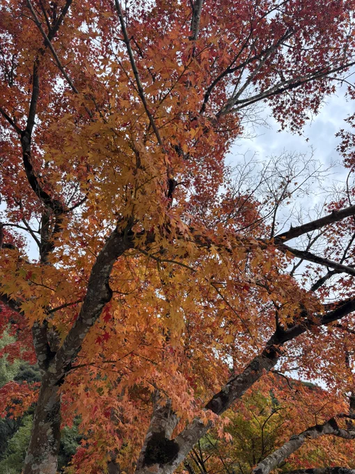 紅葉綺麗すぎたんよ ウケる