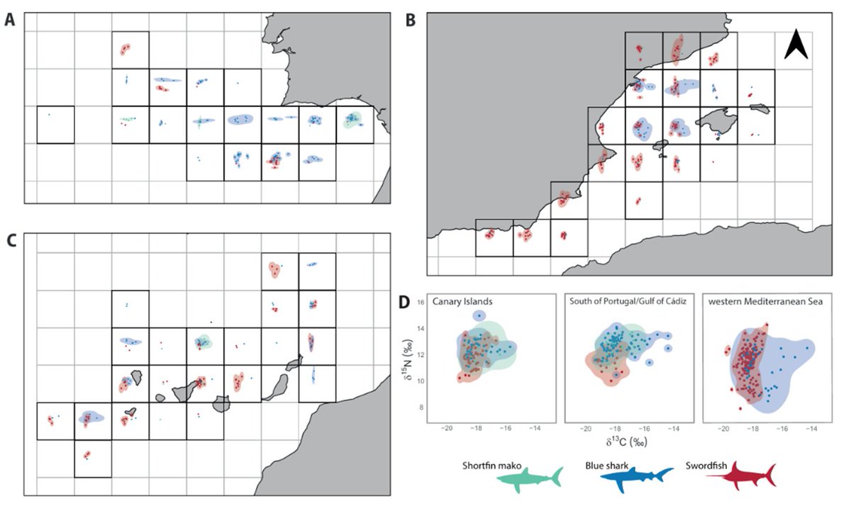 ¿Qué descubrimos?
 
• Los datos isotópicos mostraron un fuerte solapamiento (&gt;80%) entre tintorera y marrajo, indicando dietas muy similares.
• En el Mediterráneo, el pez espada ocupa un nicho más estrecho, aunque se superpone con la tintorera.