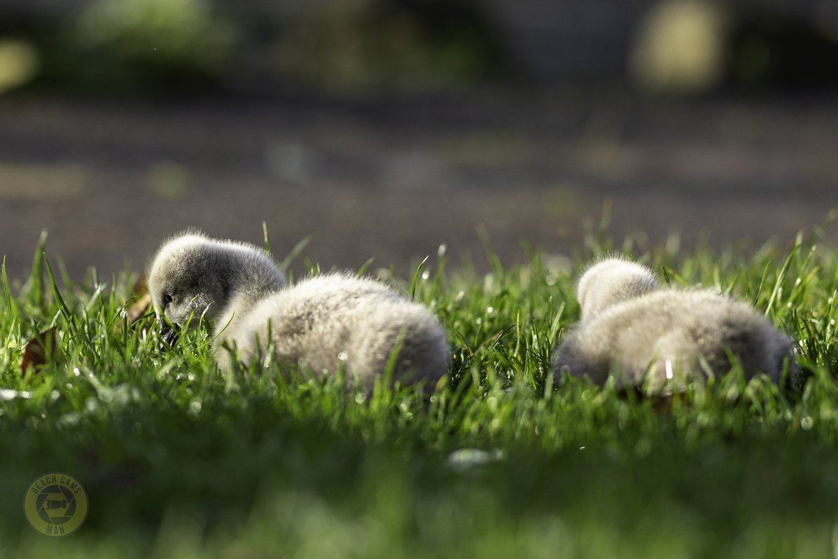 CoastCams247's tweet photo. 🖤🌿 Breakfast on the lawn! The Dawlish cygnets were out early this morning, enjoying a breakfast of fresh, dewy grass, one of their absolute favourites! 🦢💧
📷 @BeachCamsMan
#Dawlish #BlackSwans #Cygnets #Wildlife #Devon #NatureLovers https://t.co/ZYFX0hymDJ