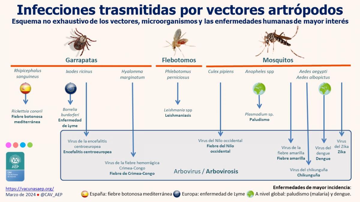 Las enfermedades transmitidas por mosquitos causan la muerte de más de un millón de personas en el mundo cada año. Desde 2024 se está registrando un aumento considerable de los casos de infección por el virus chikunguña (CHIKV).
vacunasaep.org/profesionales/…